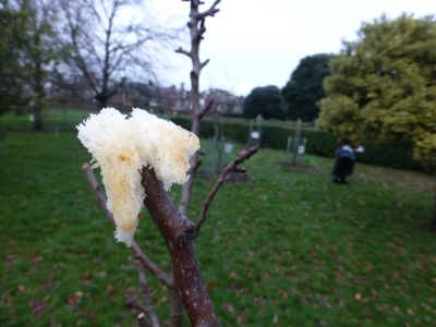 Cider-soaked toast hung in the trees - a wassailing tradition